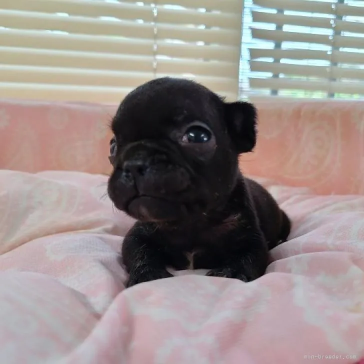 ID：2208-00143の子犬
