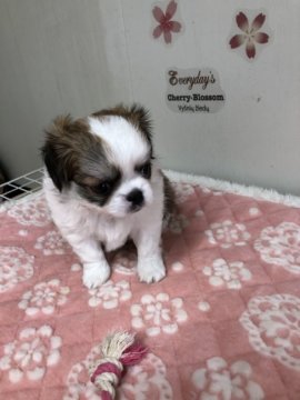 ミックス(狆×チワワ)【茨城県・女の子・2020年8月7日・ホワイト&ブラウン】の写真「珍しいレッドの狆のお母さんとのミックス犬」