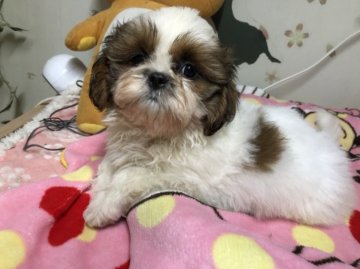 シーズー【茨城県・男の子・2021年9月27日・ホワイト&ゴールド】の写真「ぬいぐるみのようなワンちゃんです💕」