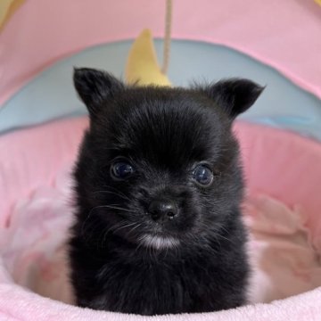 ポメラニアン【茨城県・男の子・2023年6月7日・ブラック】の写真「黒の毛並みはツヤツヤです！」