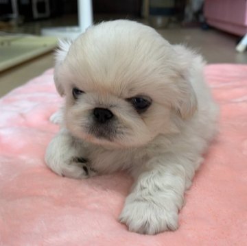 ペキニーズ【茨城県・男の子・2024年3月24日・ホワイト】の写真「くりくりの瞳がたまりません♥️」