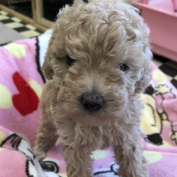トイプードル(トイ)【茨城県・女の子・2022年4月19日・アプリコット】の写真「おすすめの女の子です！」