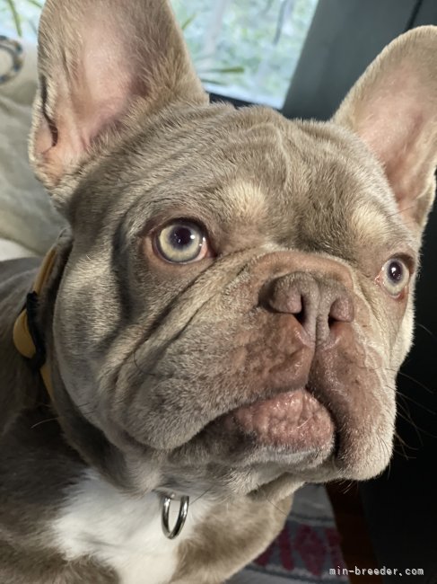 イケメンで優しい子😊輸入犬✈️｜岸田　泰裕(きしだ　やすひろ)ブリーダー(愛媛県・フレンチブルドッグなど・JKC登録)の紹介写真6