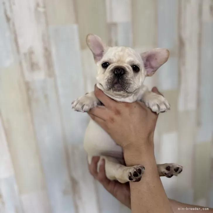 H.O 様のお迎えした子犬