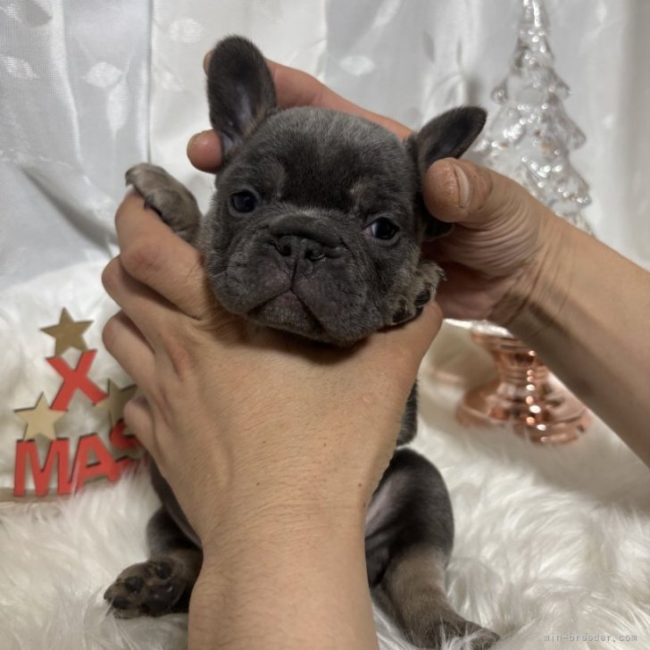 ブリーダー画像