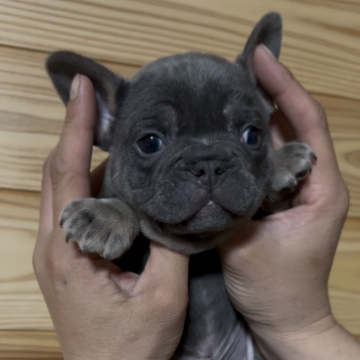 フレンチブルドッグ【愛媛県・男の子・2025年11月3日・ブルー&タン】の写真「カラーフレンチに珍しいまんまるコロコロ🧸」