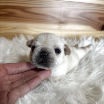 フレンチブルドッグ【愛媛県・女の子・2025年10月30日・クリーム】の写真「バランス良いコンパクトフレブル」