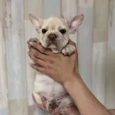 フレンチブルドッグ