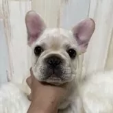 フレンチブルドッグ