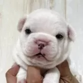 フレンチブルドッグ