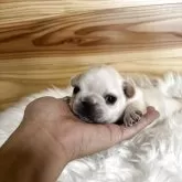 フレンチブルドッグ【愛媛県・女の子・2025年10月30日・クリーム】の写真3