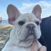 フレンチブルドッグ【愛媛県・男の子・2025年7月16日・クリーム】の写真2