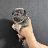 フレンチブルドッグ【愛媛県・男の子・2025年11月3日・ブルー&タン】の写真4