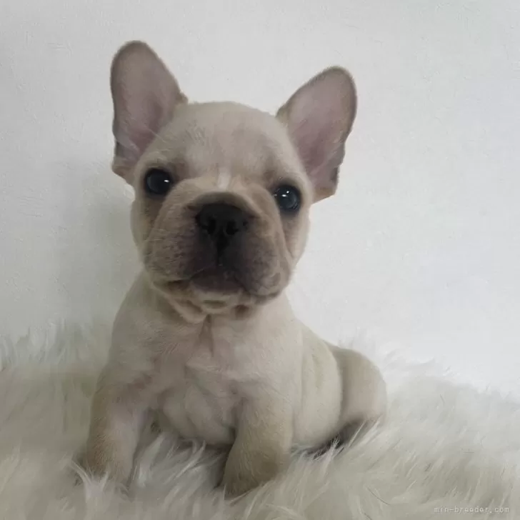 ID:2406-02924の子犬