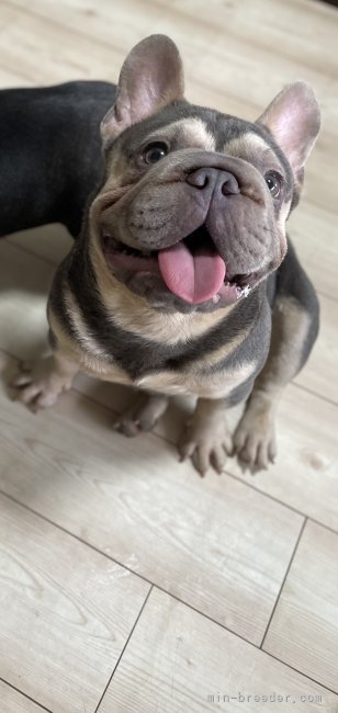フレンチブルドッグ【・男の子・2024年4月23日・ライラックタン】