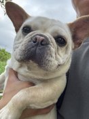 フレンチブルドッグ【・女の子・2024年5月28日・クリーム】「真ん丸顔の短足🐻❄️」