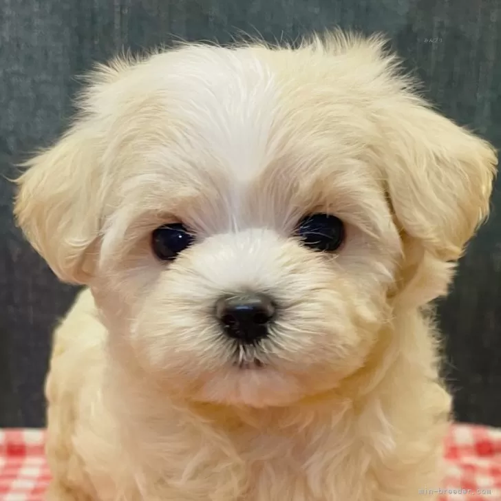 マルプー(マルチーズ×トイプードル)【静岡県・男の子・2025年10月2日・クリーム】の写真1「おめめぱちくり♡」