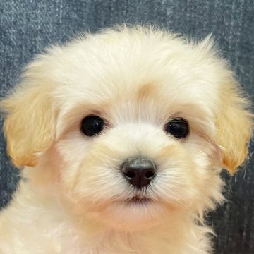 マルプー(マルチーズ×トイプードル)【静岡県・女の子・2025年10月2日・クリーム】の写真「遺伝子検査クリア✨かわいいミルクティーカラー🩷」