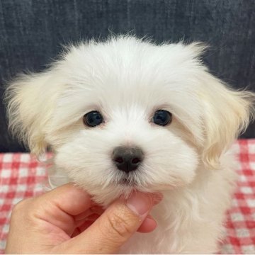 マルプー(マルチーズ×トイプードル)【静岡県・男の子・2025年8月30日・クリームホワイト】の写真「遺伝子検査クリア✨あんよ短めの妖精さん♡」