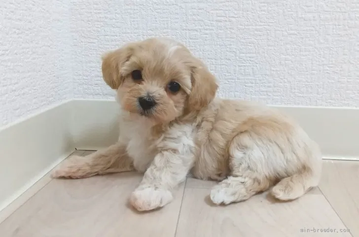 ID：2112-00482の子犬