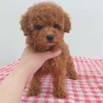 トイプードル(トイ)【静岡県・女の子・2023年3月6日・レッド】の写真「おめめぱっちりかわいい女の子♪」