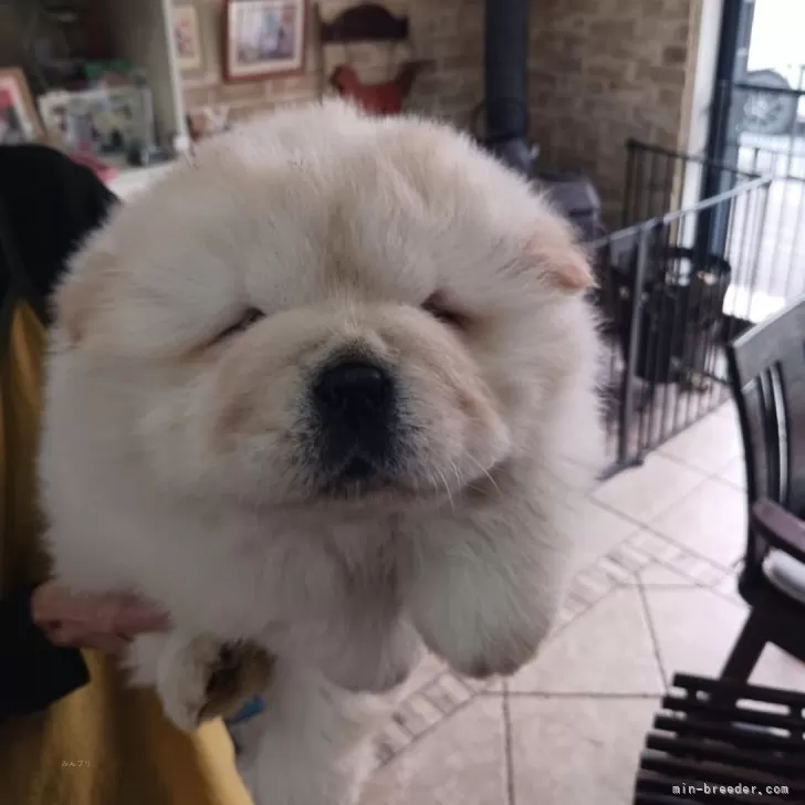 ID:2501-01364の子犬