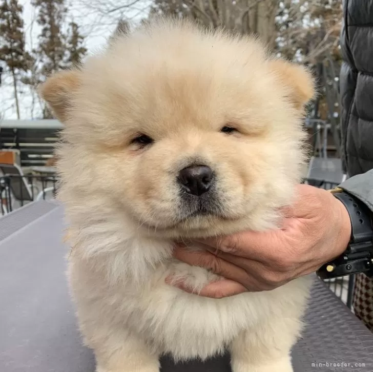 Y.K 様のお迎えした子犬
