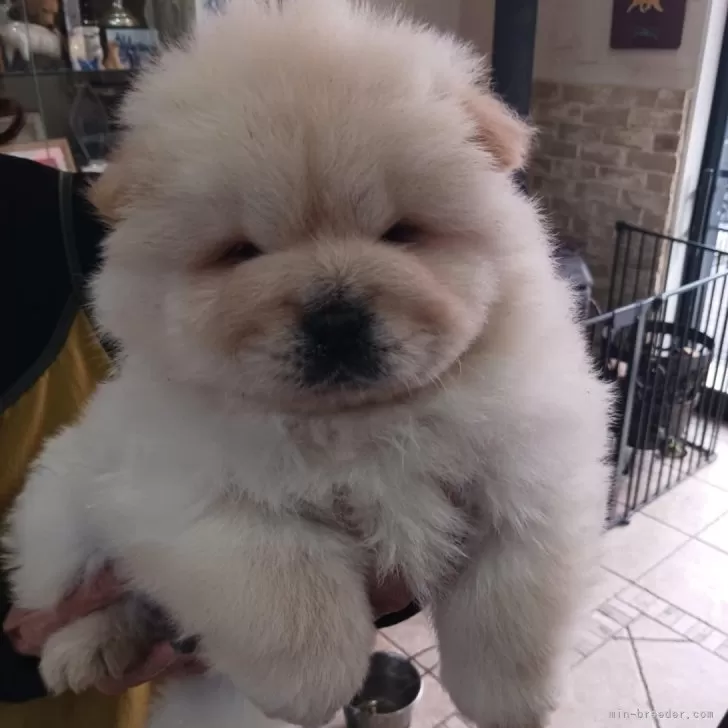 ID:2501-01370の子犬