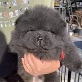 チャウチャウ【群馬県・女の子・2024年12月22日・ブラック】の写真1