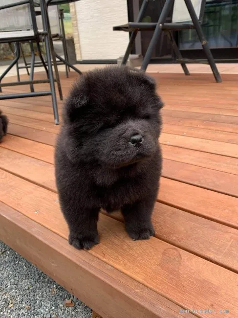 ID:1909-00603の子犬