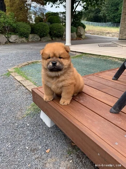 ID:1909-00598の子犬