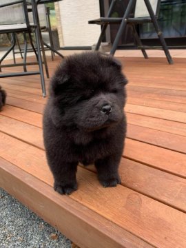 チャウチャウ【群馬県・女の子・2019年8月16日・ブラック】の写真「良血統から産まれた女の子」