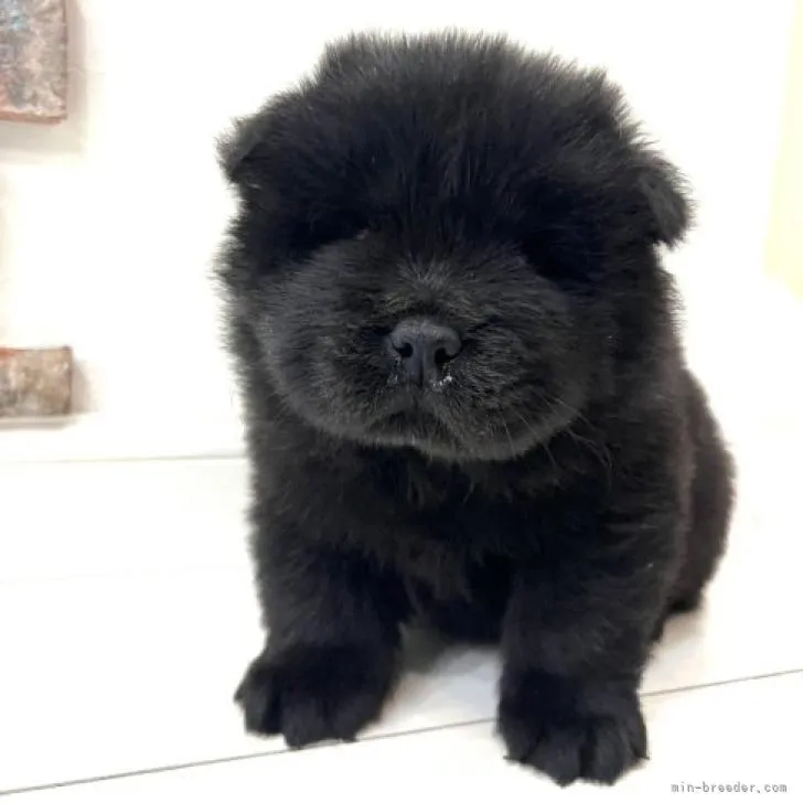 ID:2212-00108の子犬
