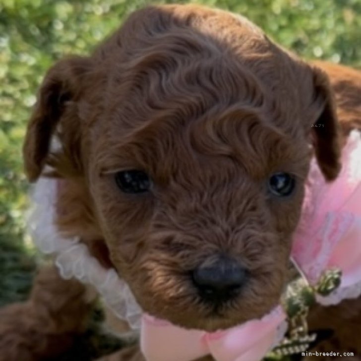 ブリーダー画像