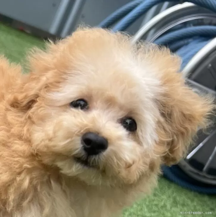 タイニープードル【茨城県・女の子・2025年6月16日・アプリコット】の写真1