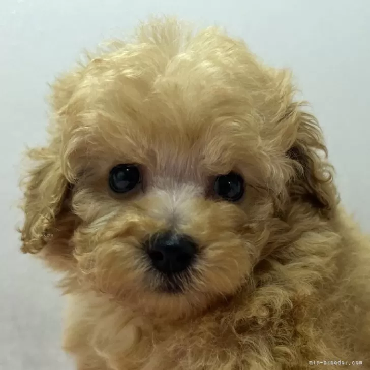 ID：2508-01306の子犬