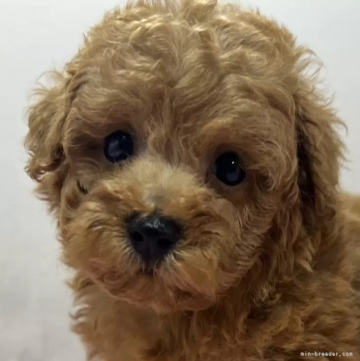 ID:2508-01304の子犬