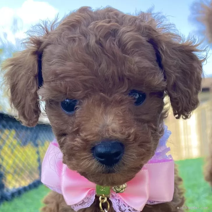 ID:2410-06728の子犬