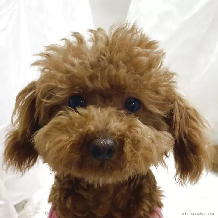 ID:2501-06476の子犬