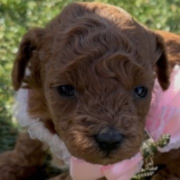 タイニープードル【茨城県・女の子・2025年10月9日・レッド】の写真「のんびりやさんの女の子です❣️」