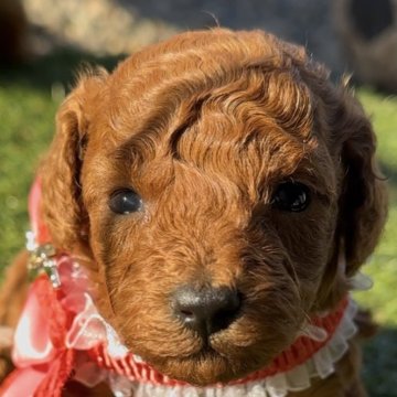 トイプードル(トイ)【茨城県・女の子・2025年10月9日・レッド】の写真「とても元気な女の子です😊」