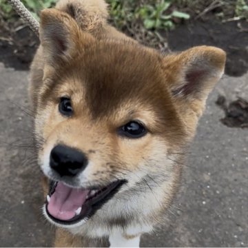 柴犬(標準サイズ)【茨城県・男の子・2025年8月2日・赤】の写真「小さめサイズ予想です！」