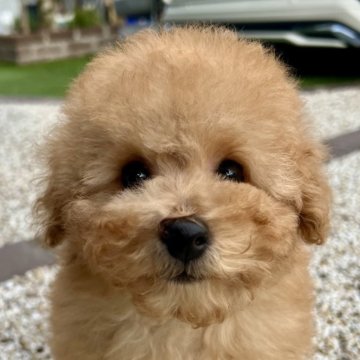 タイニープードル【茨城県・女の子・2025年8月28日・アプリコット】の写真「おっとりした女の子です🥰」