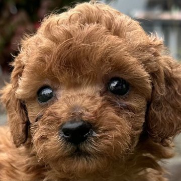 トイプードル(ティーカップ)【茨城県・女の子・2025年1月11日・レッド】の写真「おとなしい性格のかわいい女の子です❣️」