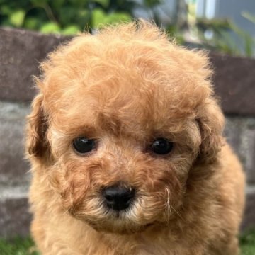 タイニープードル【茨城県・男の子・2025年8月28日・アプリコット】の写真「活発な男の子です😊」