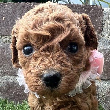 トイプードル(タイニー)【茨城県・女の子・2025年10月9日・レッド】の写真「のんびりやさんの女の子です❣️」