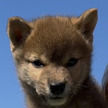 柴犬(標準サイズ)【茨城県・男の子・2025年8月2日・赤】の写真「小さめサイズ予想です！」