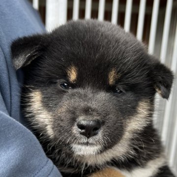 柴犬(標準サイズ)【茨城県・男の子・2025年9月10日・黒】の写真「元気いっぱいな男の子です⭐️」