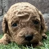 トイプードル(トイ)