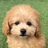 タイニープードル